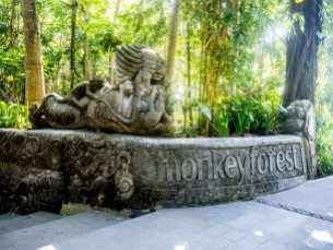 Monkeyforest