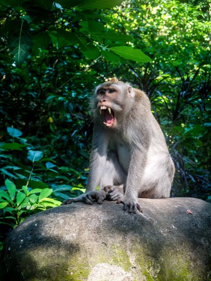 Monkeyforest, litt sinte aper også!