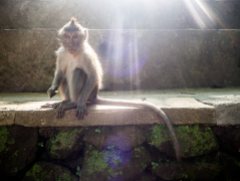 Monkeyforest, Nydelig liten ape som kom å satt på fanget mitt