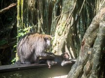 Monkeyforest, Blir vasket litt av mor