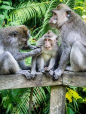 Monkeyforest, ape familie