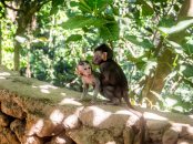 Monkeyforest, to baby aper