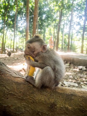 Monkeyforest, liten ape som spiser