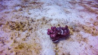 Flamboyant cuttlefish! SÅ SØT