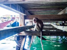 En ape hadde funnet noe godt i søpla på båten mens vi var på land å så på dragene