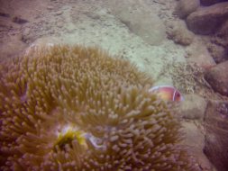 anemonefisk